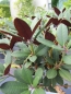 Preview: Rhododendron neriiflorum Burletta2